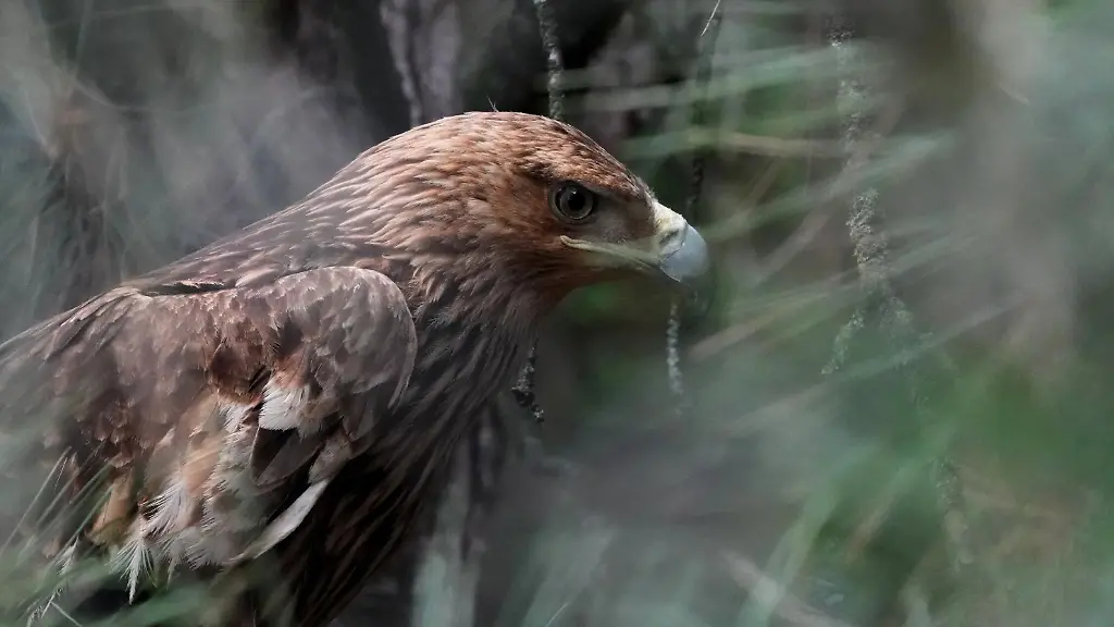 Entführter Kaiseradler ‚Feliks‘ kehrt nach Serbien zurück