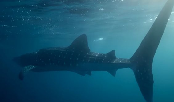 Walhaie: Neue Erkenntnisse über ihr Fressverhalten