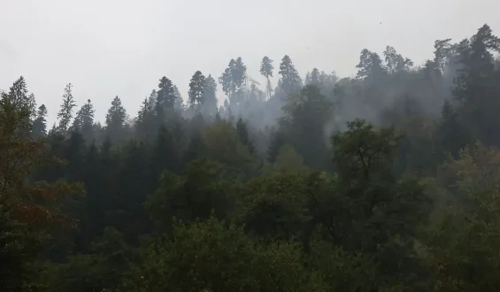 Waldbrände durch Laubbäume reduzieren