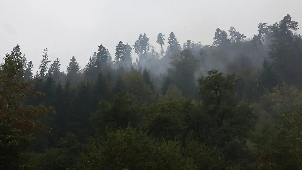 Waldbrände durch Laubbäume reduzieren