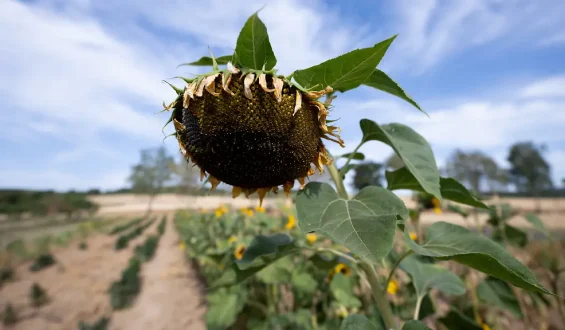 Westeuropa erlebt heißesten Sommer seit Beginn der Aufzeichnungen