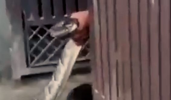 Mann rettet Hausbewohner vor 2-Meter-Python