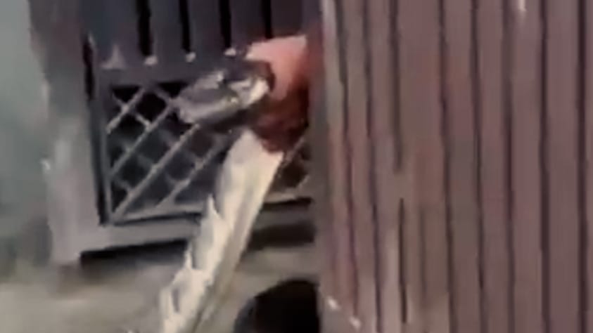 Mann rettet Hausbewohner vor 2-Meter-Python
