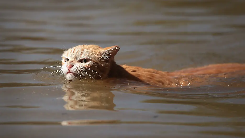 Katze in Baden-Baden verursacht Überschwemmung