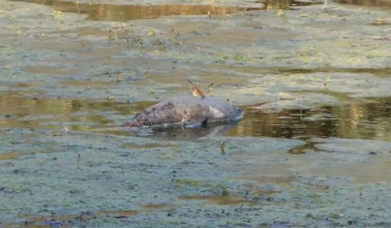 Fischsterben im Rhein aufgrund von Niedrigwasser