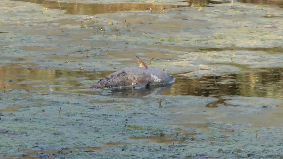 Fischsterben im Rhein aufgrund von Niedrigwasser