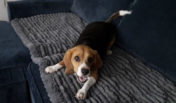 Innovative Forschung für Allergikerfreundliche Hunde