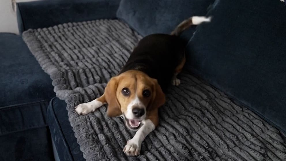 Innovative Forschung für Allergikerfreundliche Hunde