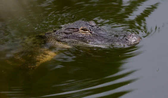 Alligator greift Frau in Florida an: Arm amputiert