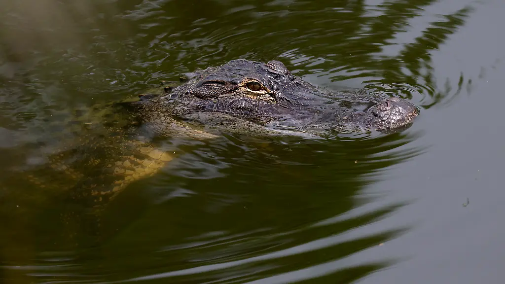 Alligator greift Frau in Florida an: Arm amputiert