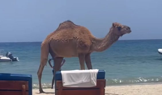 Wildgewordenes Dromedar sorgt für Aufsehen am Strand