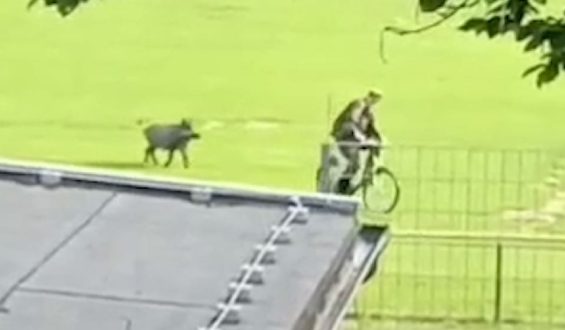 Patson Daka beeindruckt beim HSV