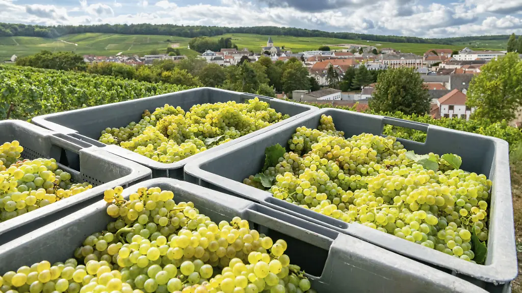 Frühe Weinlese in der Champagne durch Klimawandel