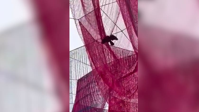 Netz-Skulptur in Frankfurt: Konflikte und Vogelprobleme