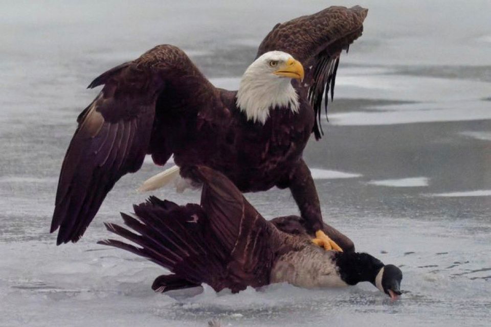 Der Adler und die Kanadagans: Ein Politisches Symbol