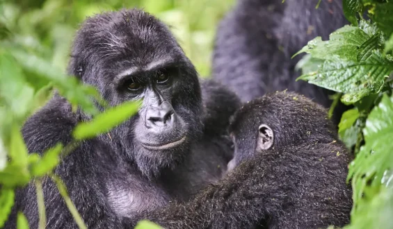 Zahl der Berggorillas nimmt kräftig zu
