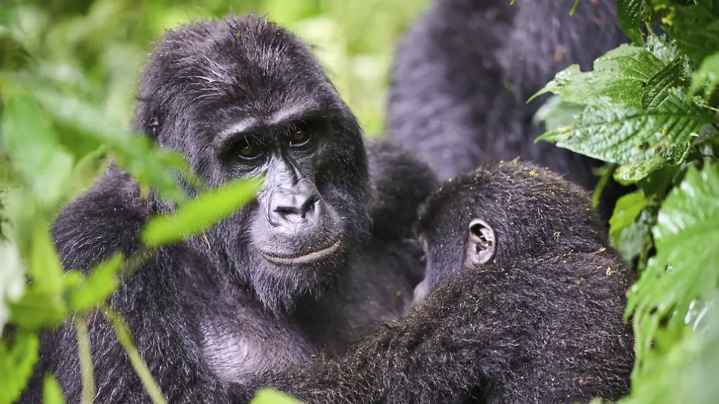 Zahl der Berggorillas nimmt kräftig zu