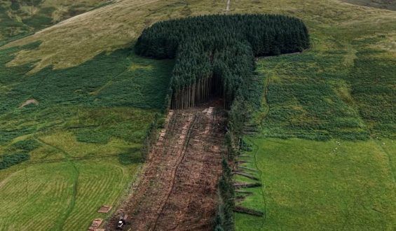 Schottische Symbolik: Der „Penis-Wald“ wird gefällt