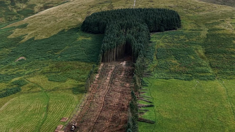 Schottische Symbolik: Der „Penis-Wald“ wird gefällt