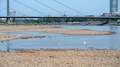 Herausforderungen durch Niedrigwasser: Auswirkungen auf den Rhein und die Wirtschaft
