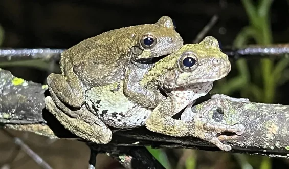 Überforderung bei Froschweibchen durch männliche Gesänge