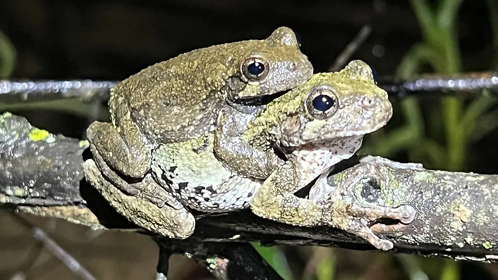 Überforderung bei Froschweibchen durch männliche Gesänge