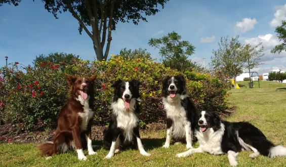 Hunde erkennen menschliche Emotionen zuverlässig