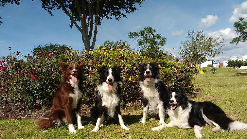 Hunde erkennen menschliche Emotionen zuverlässig