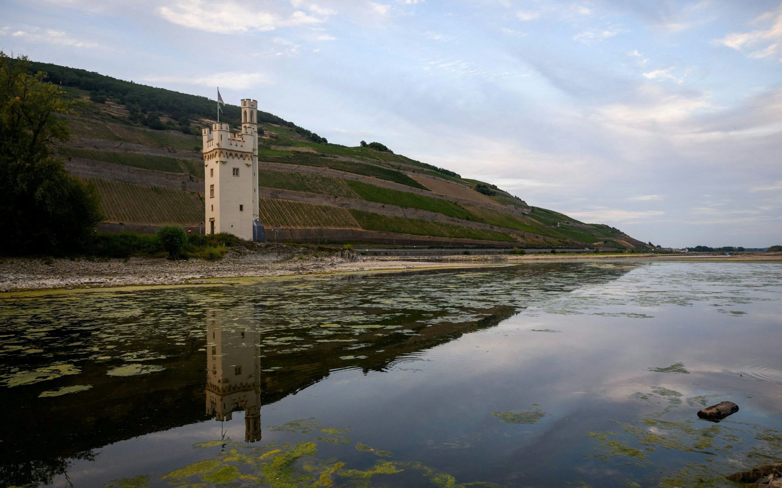 Die Auswirkungen des niedrigen Rheinwasserstands auf Wirtschaft und Tourismus