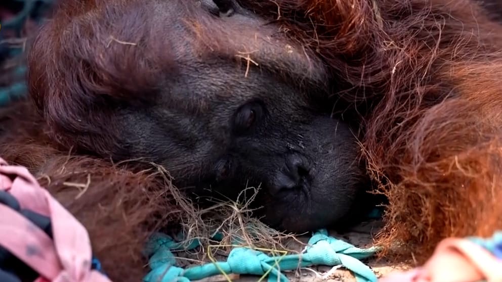 Feuer bedroht Orang-Utans auf Borneo