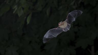 Fledermäuse im Ökosystem: Schutz und Unterstützung