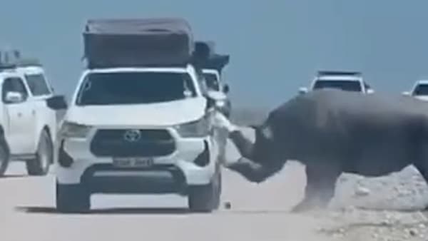 Gefährlicher Vorfall in Namibia: Nashorn greift Touristenfahrzeug an