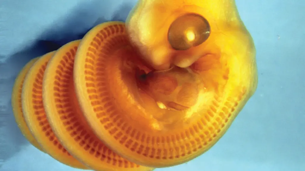 Forscher analysieren Schlangen-Embryos und entdecken faszinierende Details
