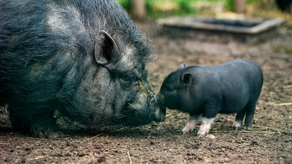 Verwaltungsgericht Berlin verbietet Schweinehaltung in Altbauwohnung