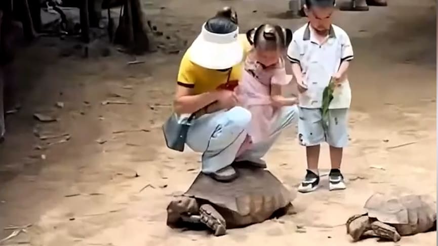 Tierquälerei im Zoo: Mutter und Kind auf Schildkröte