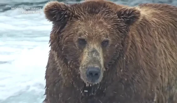Fat Bear Week im Katmai-Nationalpark