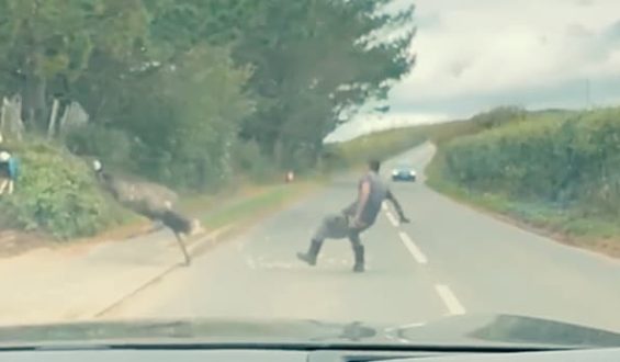 Mann fängt entlaufenen Emu auf einer Landstraße