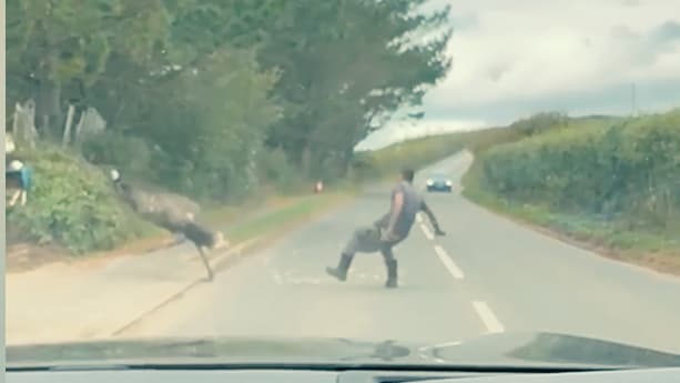 Mann fängt entlaufenen Emu auf einer Landstraße