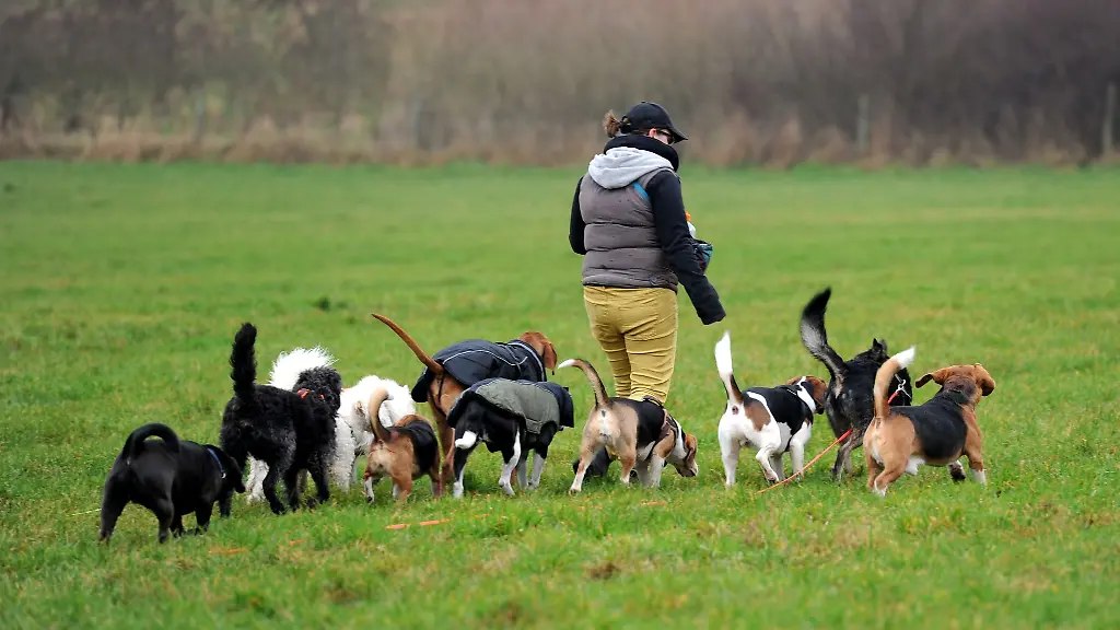 Wann Kosten für Hund und Katze steuerlich absetzbar sind