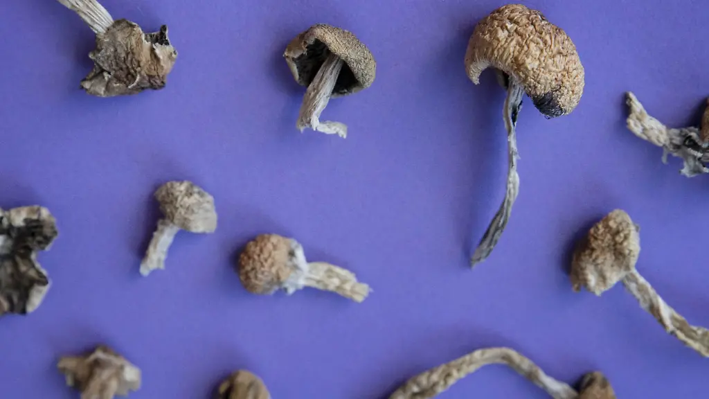 Psilocybin und Chemotherapie: Schutz vor Nervenschäden?