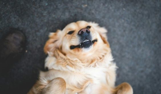 Hundehaftpflicht in Deutschland: Was Sie wissen müssen