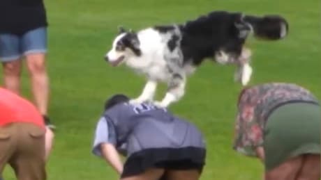 Wau-Wau-Weltrekord: Hund schreibt Guinness-Geschichte