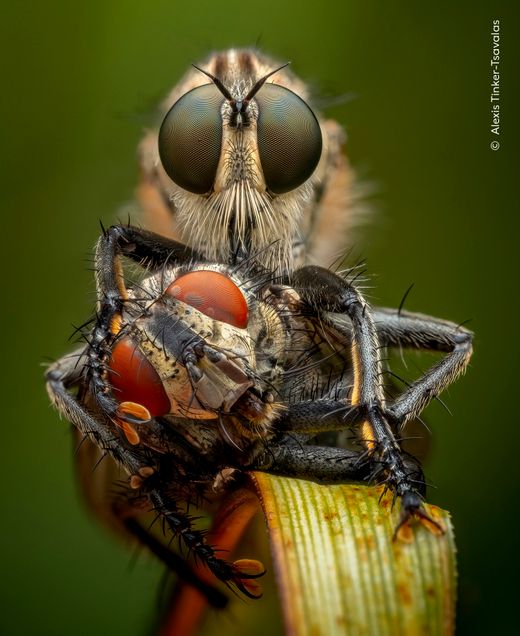 Faszinierende Naturfotografien des Jahres