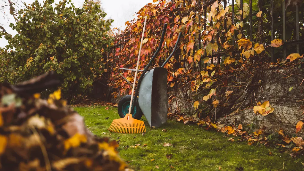 Laub im Herbst: Wohin mit den Blättern?