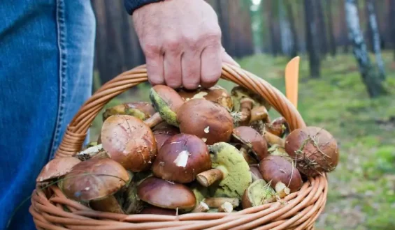 Gefahr beim Pilzesammeln vermeiden