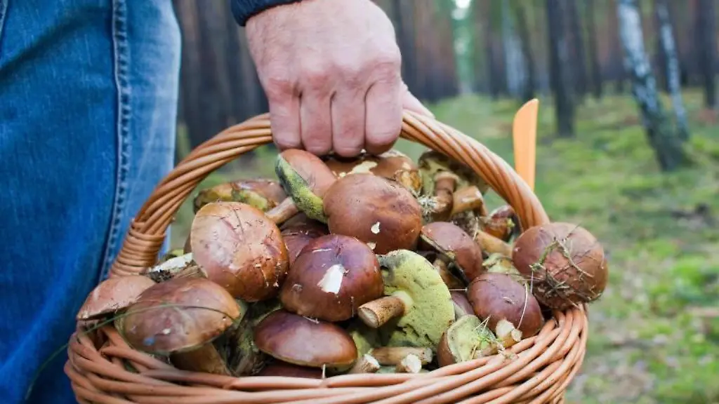 Gefahr beim Pilzesammeln vermeiden