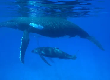 Können Wale und andere Tiere trauern?