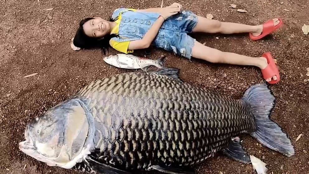 Riesenkarpfen Fund in Thailand sorgt für Aufsehen