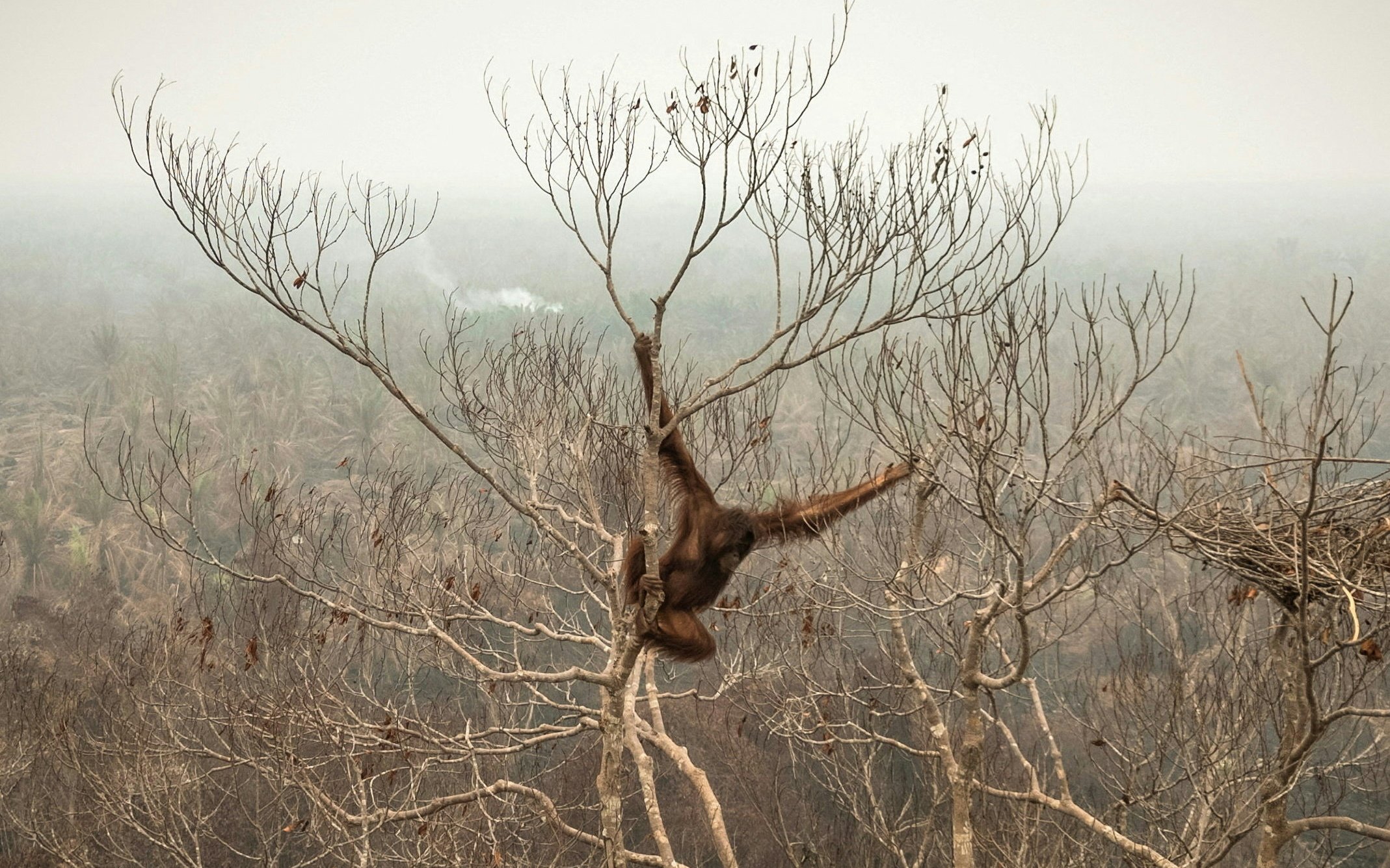 Verheerende Waldbrände auf Borneo bedrohen Lebensräume