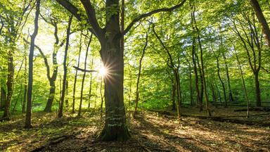 Herbstzeit ist Nusszeit: Heimische Nüsse und ihre kulinarische Verwendung